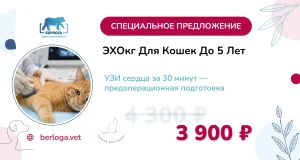 ЭХОкг для кошек до 5 лет