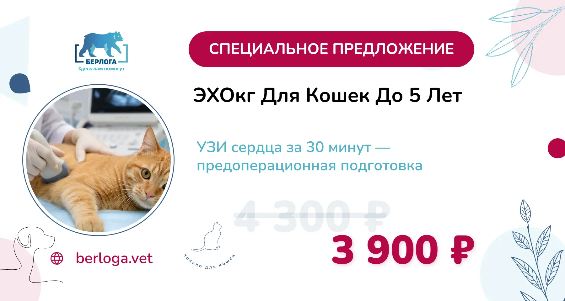 ЭХОкг для кошек до 5 лет