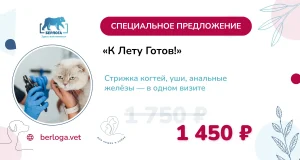 «К лету готов!»