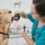 Запах изо рта у животных: почему это не норма и зачем нужна санация