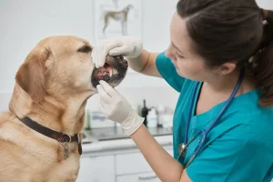 Запах изо рта у животных: почему это не норма и зачем нужна санация