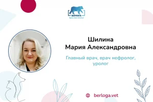 Шилина Мария Александровна, Главный врач, врач нефролог, уролог — ветеринарная клиника Берлога