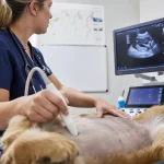 УЗИ экспертного класса для животных: что показывает исследование