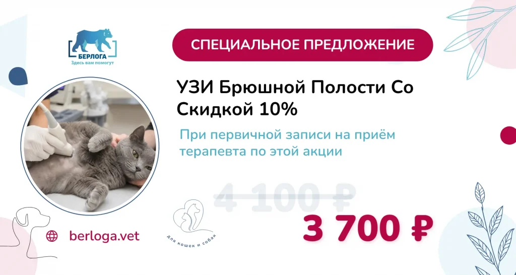 УЗИ брюшной полости со скидкой при записи к терапевту — акция лето 2026, клиника Берлога